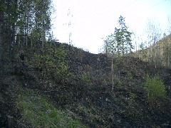 burned by forest fires