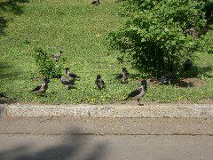 Jackdaws (aka Crows) at the Kremlin