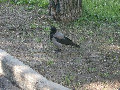 A Single Jackdaw