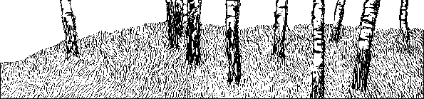grass2.gif (11k)