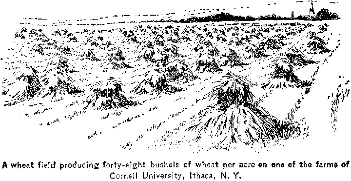 [wheat at cornell]
