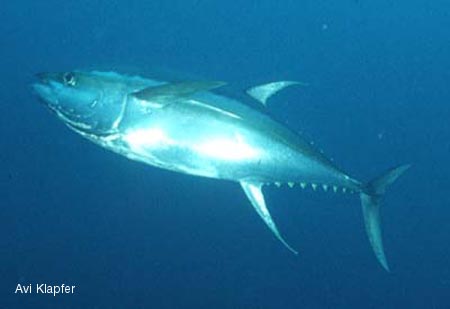 tuna images