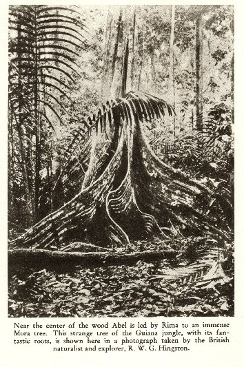 [Mora tree, big roots]