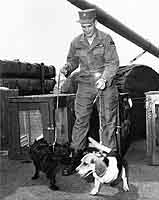 Photo # NH 104183: A soldier caring for dogs on USNS General William O. Darby circa the 1950s.
