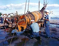 Photo # KN-2589: Japanese Type A midget submarine recovered near the entrance to Pearl Harbor, circa late July 1960.