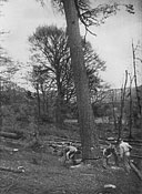 The Canadian Forestry Corps in Britain