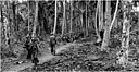 ROAD LEADING TO FRONT LINE FROM BIVOUAC AREA