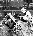 JAPANESE PRISONERS RAISING VEGETABLES for their own table