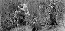 AN ENLISTED MAN WASHING in a water-filled foxhole following the heavy rains