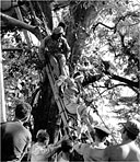 CASUALTY BEING LOWERED BY ROPES AND PULLEY from a liaison plane which crashed into a tree in Burma