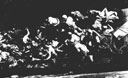 Figure 135.--Bringing the wounded, including German prisoners, to U.S.S. Texas.