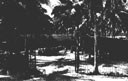 Figure 87.--Supply yard of Malaria Control Unit on Espiritu Santo.