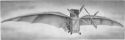 Ader's Avion, the First Government-Sponsored Flying Machine