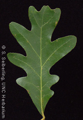 Plant Information Center - Quercus alba