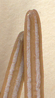 Bands on lower needle surface with 4-8 stomatal rows (close-up image)