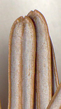 Bands on lower needle surface with 8-12 stomatal rows (close-up image)