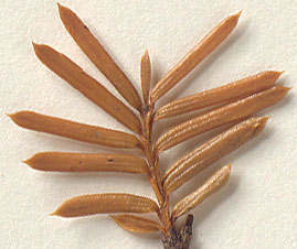 Needles alternate (close-up image)