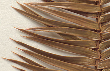 Needles 3-8 cm. long, stiff; tip sharp to the touch (close-up image)