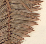 Leaves needle-like, tapering