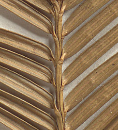 Needles appearing opposite (close-up image)