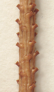 Twigs glabrous (close-up image)