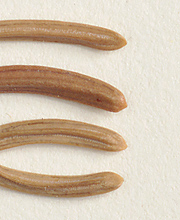 Needles mostly blunt-tipped (close-up image)