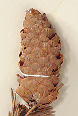 Seed cones 5-12 cm long
