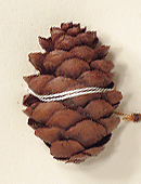 Seed cones 2.3-5 cm long