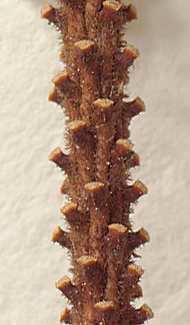 Twigs pubescent (close-up image)