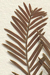 Needles less than 1 mm. wide, 3-19 mm. long, deciduous (close-up image)