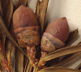 Plant bearing female cones only (close-up image)