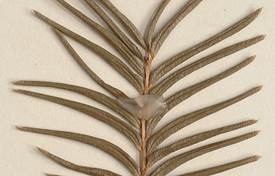 Needles 1-3 cm. long, 2-2.5 mm. wide (close-up image)