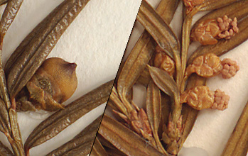 Separate male and female cones on the same plant (close-up image)