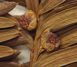Plant bearing male cones only (close-up image)