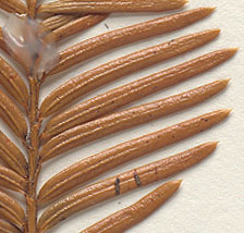 Needles 1-3 cm. long, flexible; tip soft to the touch (close-up image)