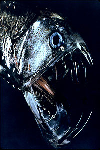 viperfish.jpg