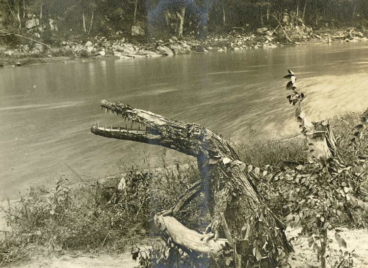 Alligator